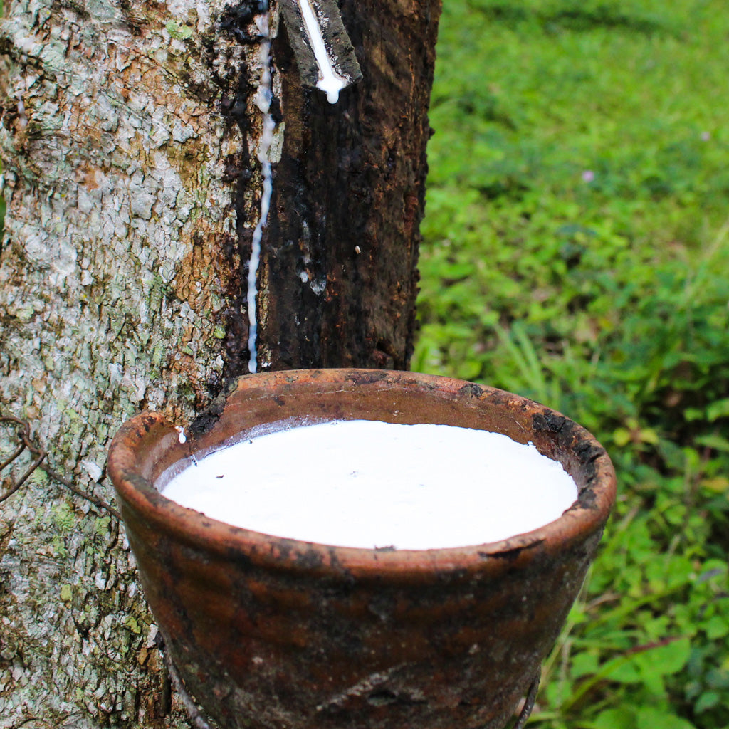 Dunlop Versus Talalay Latex: A Comprehensive Guide