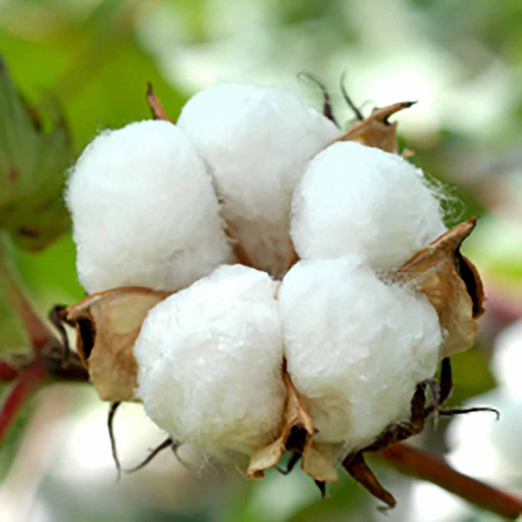 Raw Cotton Batting for Futon Mattress